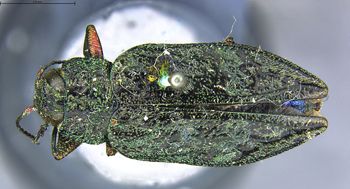 Media type: image;   Entomology 727538 Aspect: habitus dorsal view